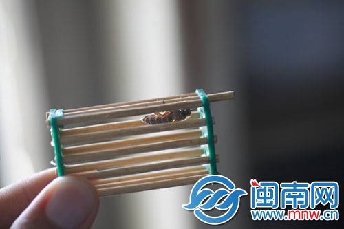 將蜂王關(guān)進“王籠”，放進蜂群中引誘其他蜜蜂